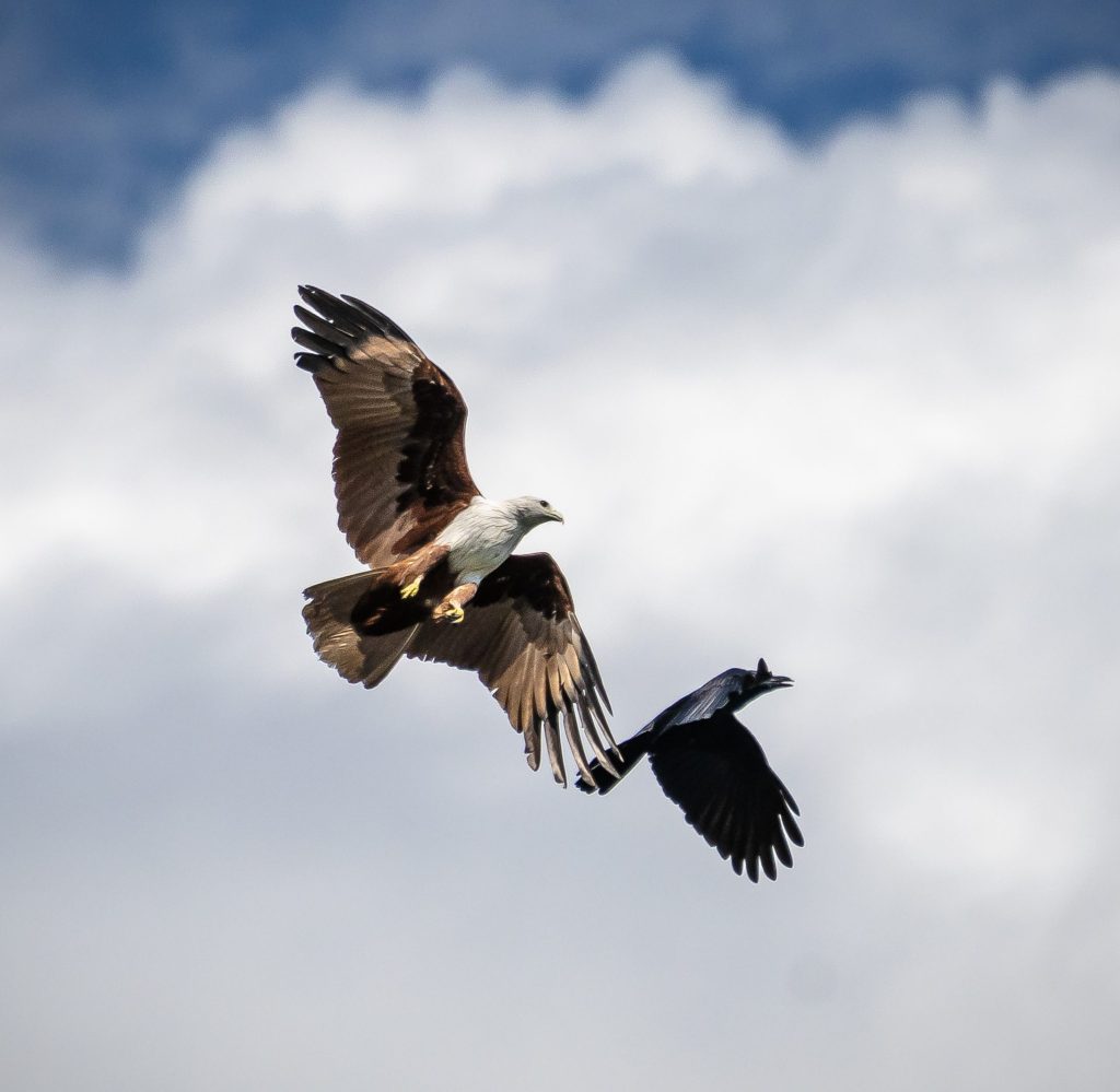 Crows, Kites and an&nbsp;Eagle