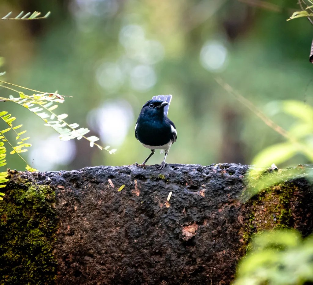 Baindur Birds